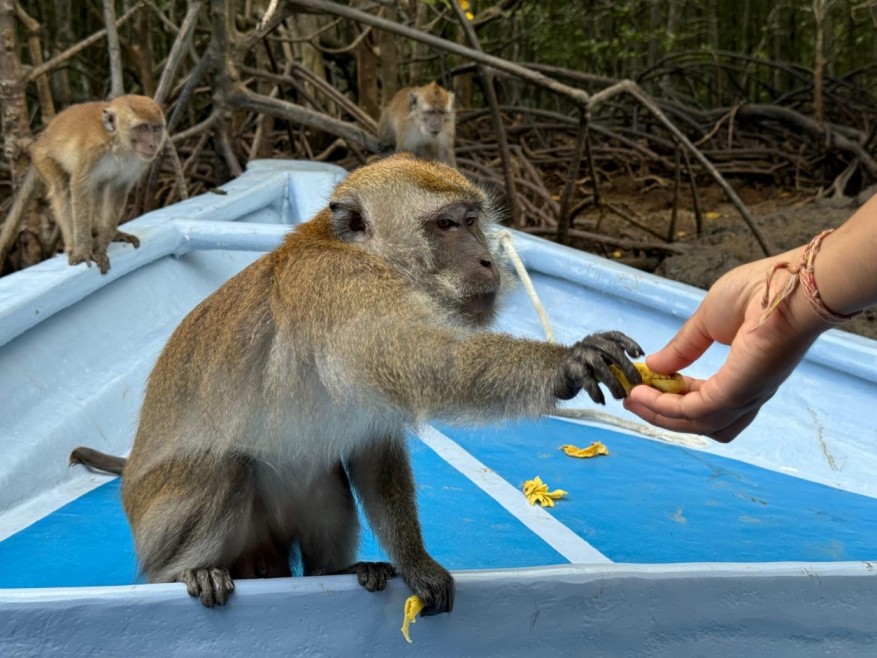 Private Mangrove Tour in Langkawi 4 Hours